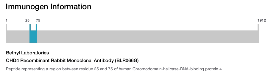 CHD4 Recombinant Rabbit Monoclonal Antibody (BLR066G)