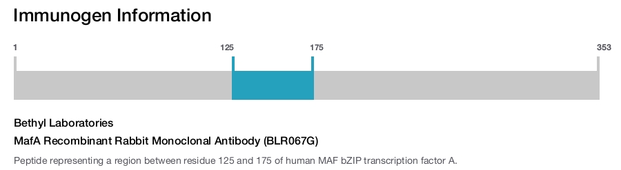 MafA Recombinant Rabbit Monoclonal Antibody (BLR067G)