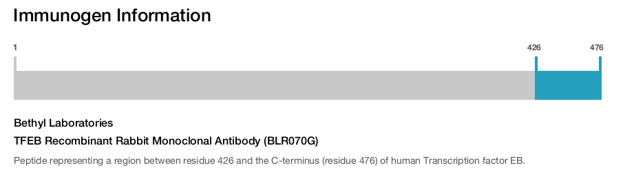 TFEB Recombinant Rabbit Monoclonal Antibody (BLR070G)