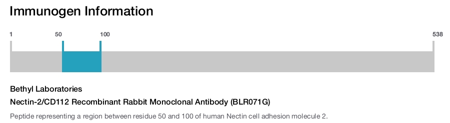 Nectin-2/CD112 Recombinant Rabbit Monoclonal Antibody (BLR071G)