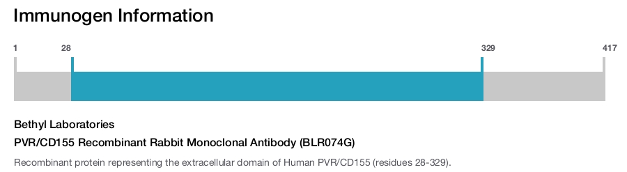 PVR/CD155 Recombinant Rabbit Monoclonal Antibody (BLR074G)