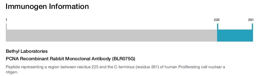 PCNA Recombinant Rabbit Monoclonal Antibody (BLR075G)