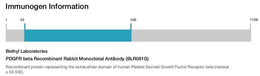 PDGFR beta Recombinant Rabbit Monoclonal Antibody (BLR081G)