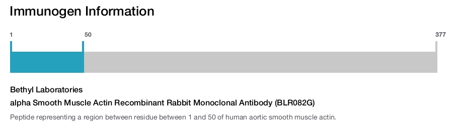 alpha Smooth Muscle Actin Recombinant Rabbit Monoclonal Antibody (BLR082G)