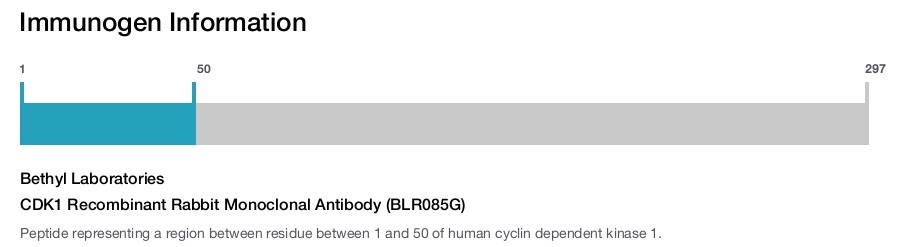 CDK1 Recombinant Rabbit Monoclonal Antibody (BLR085G)