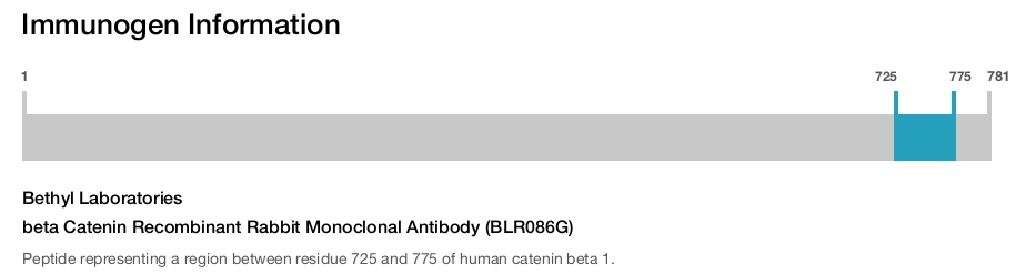 beta Catenin Recombinant Rabbit Monoclonal Antibody (BLR086G)