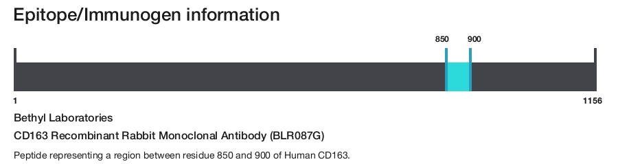 CD163 Recombinant Rabbit Monoclonal Antibody (BLR087G)