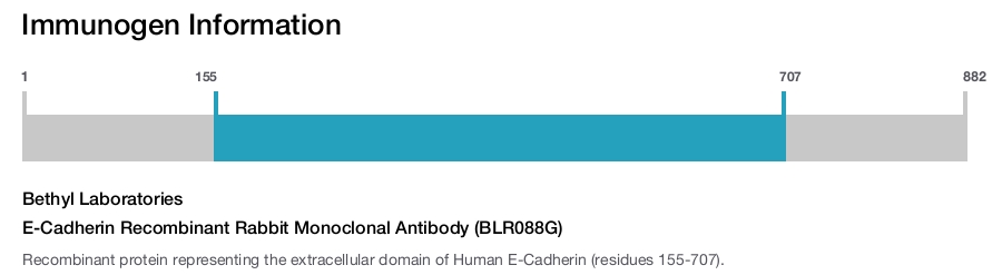 E-Cadherin Recombinant Rabbit Monoclonal Antibody (BLR088G)
