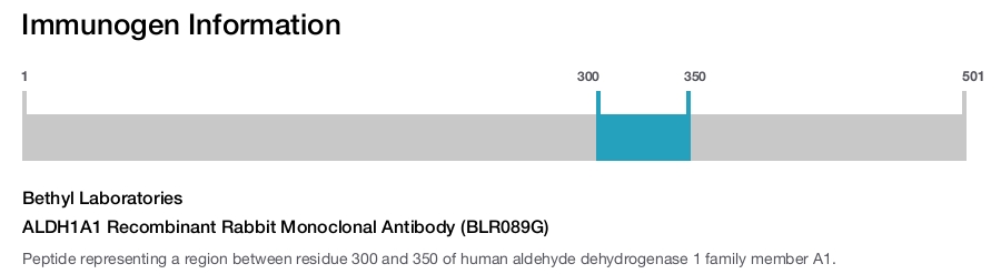 ALDH1A1 Recombinant Rabbit Monoclonal Antibody (BLR089G)