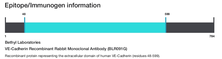 VE-Cadherin Recombinant Rabbit Monoclonal Antibody (BLR091G)