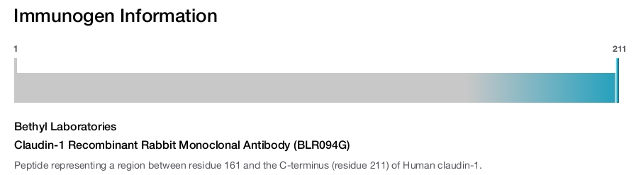 Claudin-1 Recombinant Rabbit Monoclonal Antibody (BLR094G)