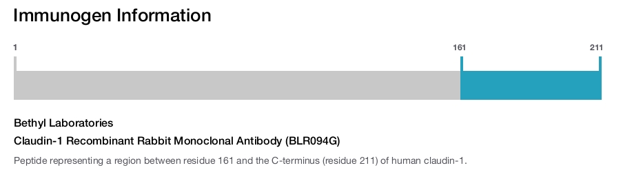 Claudin-1 Recombinant Rabbit Monoclonal Antibody (BLR094G)