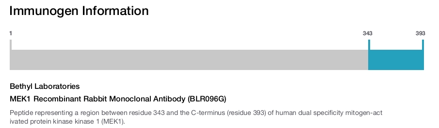 MEK1 Recombinant Rabbit Monoclonal Antibody (BLR096G)
