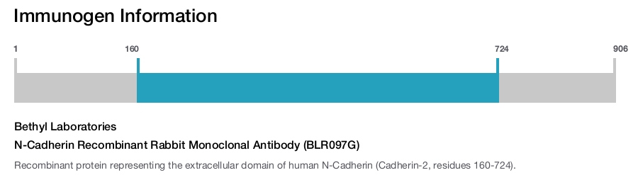 N-Cadherin Recombinant Rabbit Monoclonal Antibody (BLR097G)