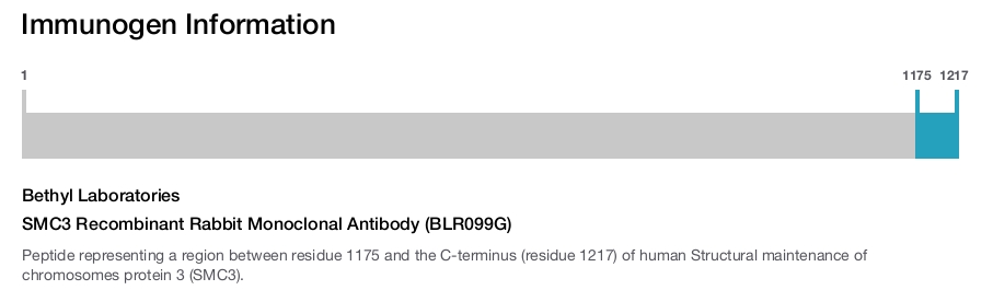 SMC3 Recombinant Rabbit Monoclonal Antibody (BLR099G)