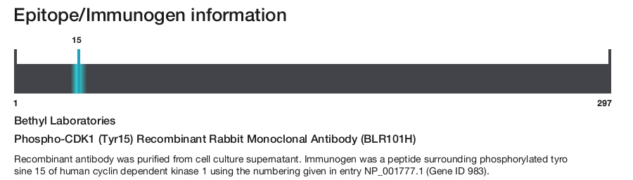 Phospho-CDK1 (Tyr15) Recombinant Rabbit Monoclonal Antibody (BLR101H)