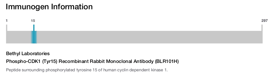 Phospho-CDK1 (Tyr15) Recombinant Rabbit Monoclonal Antibody (BLR101H)