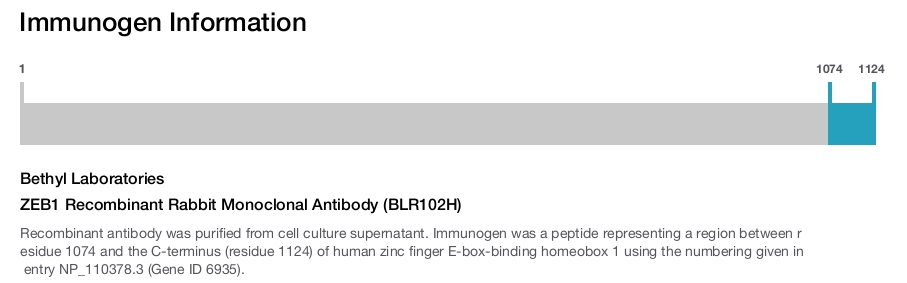 ZEB1 Recombinant Rabbit Monoclonal Antibody (BLR102H)