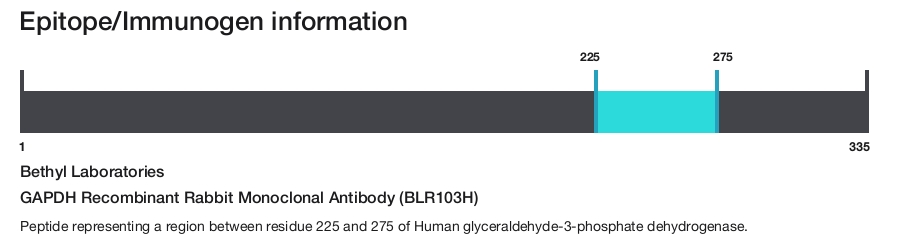 GAPDH Recombinant Rabbit Monoclonal Antibody (BLR103H)