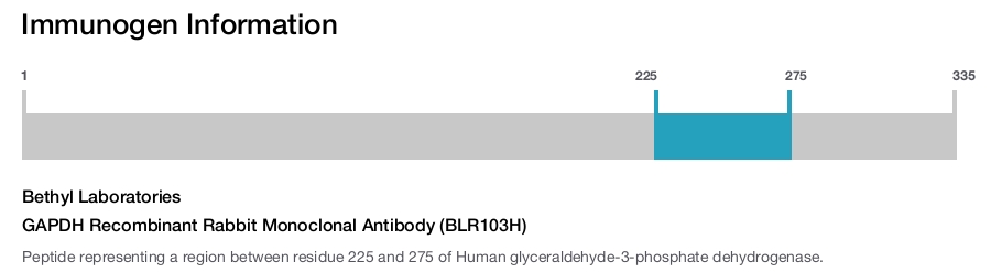 GAPDH Recombinant Rabbit Monoclonal Antibody (BLR103H)