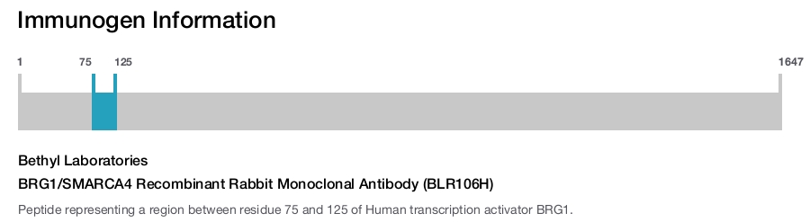 BRG1/SMARCA4 Recombinant Rabbit Monoclonal Antibody (BLR106H)