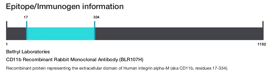 CD11b Recombinant Rabbit Monoclonal Antibody (BLR107H)