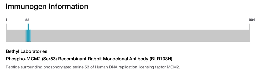 Phospho-MCM2 (Ser53) Recombinant Rabbit Monoclonal Antibody (BLR108H)
