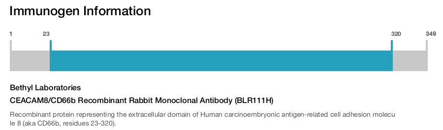 CEACAM8/CD66b Recombinant Rabbit Monoclonal Antibody (BLR111H)