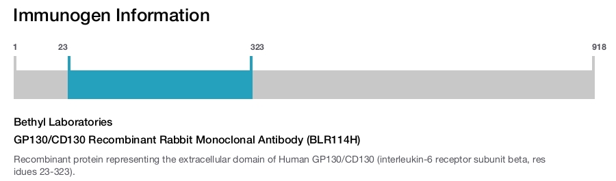 GP130/CD130 Recombinant Rabbit Monoclonal Antibody (BLR114H)