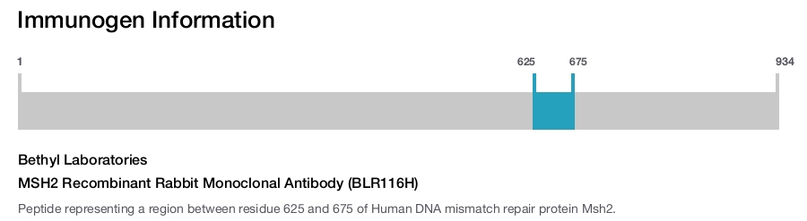 MSH2 Recombinant Rabbit Monoclonal Antibody (BLR116H)