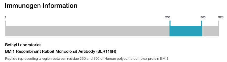 BMI1 Recombinant Rabbit Monoclonal Antibody (BLR119H)