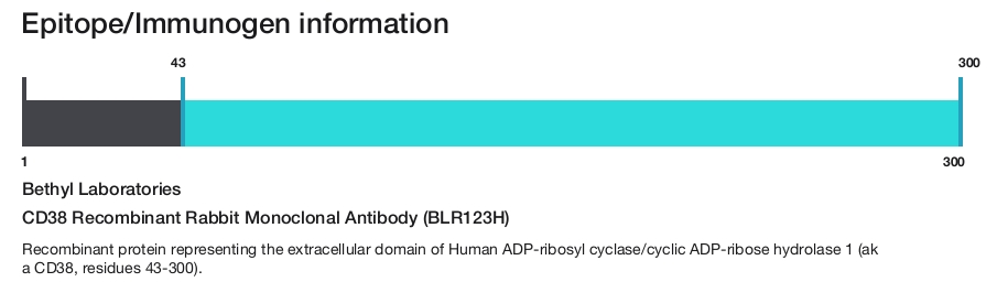 CD38 Recombinant Rabbit Monoclonal Antibody (BLR123H)