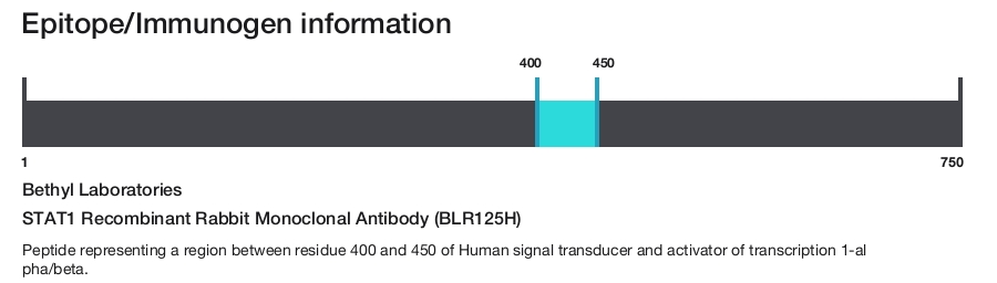 STAT1 Recombinant Rabbit Monoclonal Antibody (BLR125H)
