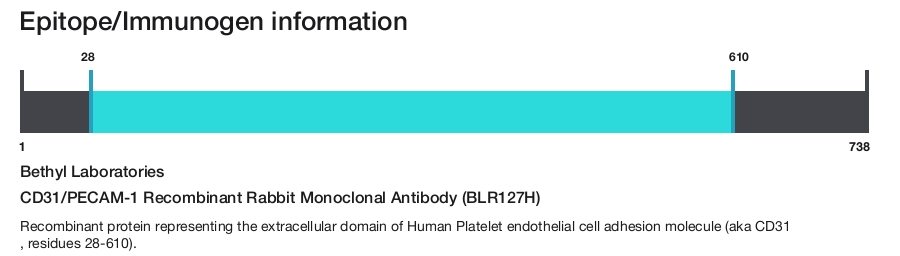 CD31/PECAM-1 Recombinant Rabbit Monoclonal Antibody (BLR127H)