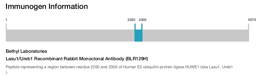 Lasu1/Ureb1 Recombinant Rabbit Monoclonal Antibody (BLR129H)