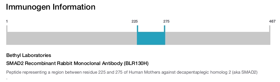 SMAD2 Recombinant Rabbit Monoclonal Antibody (BLR130H)