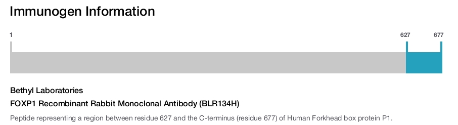 FOXP1 Recombinant Rabbit Monoclonal Antibody (BLR134H)