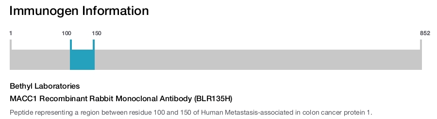 MACC1 Recombinant Rabbit Monoclonal Antibody (BLR135H)