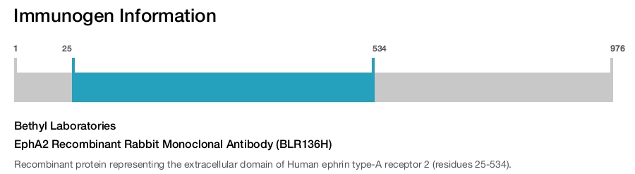 EphA2 Recombinant Rabbit Monoclonal Antibody (BLR136H)