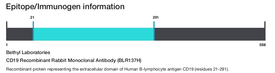 CD19 Recombinant Rabbit Monoclonal Antibody (BLR137H)