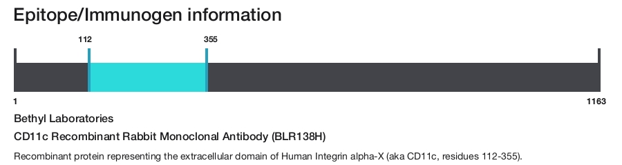 CD11c Recombinant Rabbit Monoclonal Antibody (BLR138H)