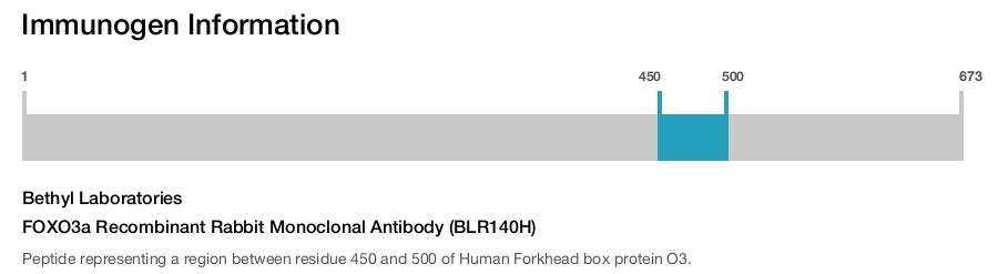 FOXO3a Recombinant Rabbit Monoclonal Antibody (BLR140H)