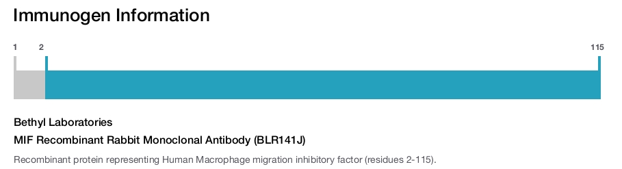 MIF Recombinant Rabbit Monoclonal Antibody (BLR141J)