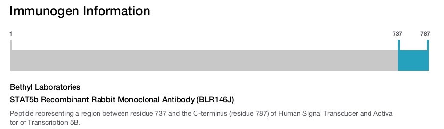 STAT5b Recombinant Rabbit Monoclonal Antibody (BLR146J)
