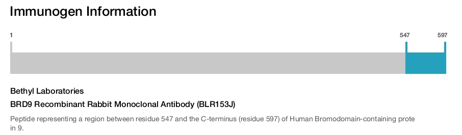 BRD9 Recombinant Rabbit Monoclonal Antibody (BLR153J)