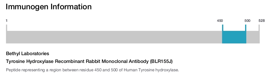 Tyrosine Hydroxylase Recombinant Rabbit Monoclonal Antibody (BLR155J)