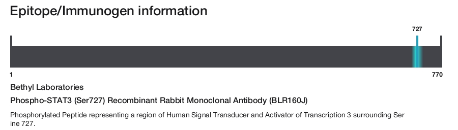 Phospho-STAT3 (Ser727) Recombinant Rabbit Monoclonal Antibody (BLR160J)