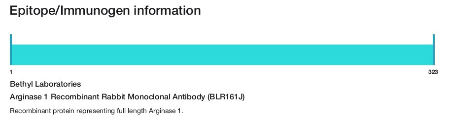 Arginase 1 Recombinant Rabbit Monoclonal Antibody (BLR161J)