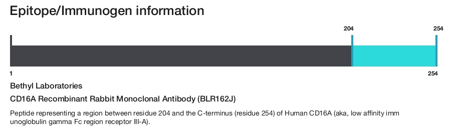 CD16A Recombinant Rabbit Monoclonal Antibody (BLR162J)