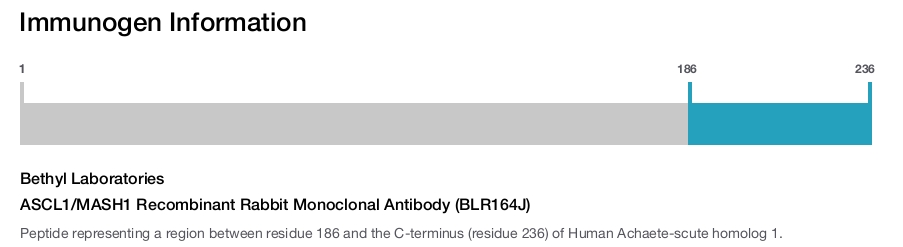 ASCL1/MASH1 Recombinant Rabbit Monoclonal Antibody (BLR164J)